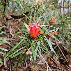 Lambertia formosa at Katoomba, NSW - 11 Apr 2025 04:05 PM