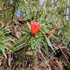 Lambertia formosa at Katoomba, NSW - 11 Apr 2025 04:05 PM