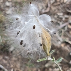 Oxypetalum coeruleum (Tweedia or Southern Star) at Isaacs, ACT - 11 Apr 2025 by Mike
