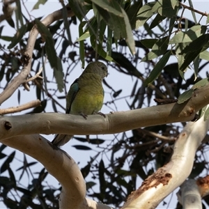 Psephotus haematonotus at Higgins, ACT - Yesterday by AlisonMilton