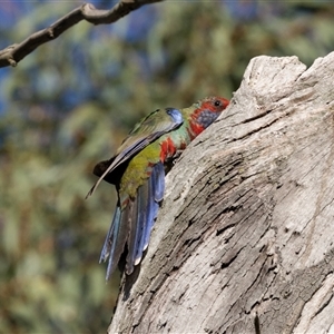 Platycercus elegans at Higgins, ACT - Today by AlisonMilton