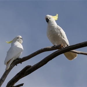 Cacatua galerita at Higgins, ACT - Yesterday by AlisonMilton