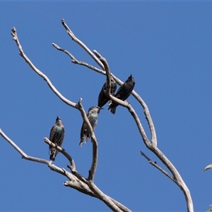 Sturnus vulgaris at Higgins, ACT - Yesterday by AlisonMilton