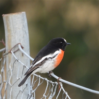 Petroica boodang (Scarlet Robin) at Chapman, ACT - 11 Apr 2025 by LineMarie