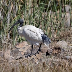 Threskiornis molucca (Australian White Ibis) at Evatt, ACT - 11 Apr 2025 by AlisonMilton