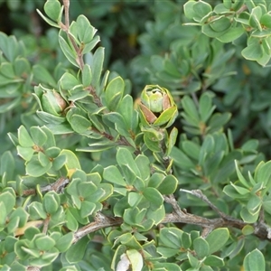 Leptospermum glaucescens at Fortescue, TAS - 23 Mar 2025 12:09 PM