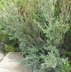 Leptospermum glaucescens at Fortescue, TAS - 23 Mar 2025 12:09 PM