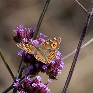 Junonia villida (Meadow Argus) at Melba, ACT - Today by AlisonMilton