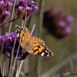 Vanessa kershawi (Australian Painted Lady) at Melba, ACT - Today by AlisonMilton