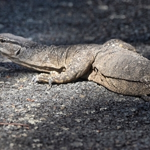 Varanus rosenbergi at Rendezvous Creek, ACT - suppressed