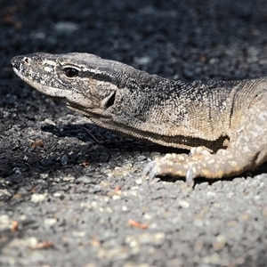 Varanus rosenbergi at Rendezvous Creek, ACT - suppressed