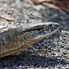 Varanus rosenbergi at Rendezvous Creek, ACT - suppressed
