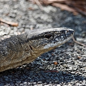 Varanus rosenbergi at Rendezvous Creek, ACT - suppressed