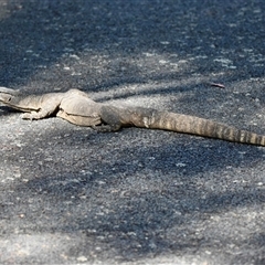 Varanus rosenbergi at Rendezvous Creek, ACT - suppressed