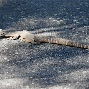 Varanus rosenbergi at Rendezvous Creek, ACT - suppressed