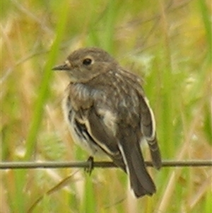 Petroica boodang at Bolivia, NSW - suppressed