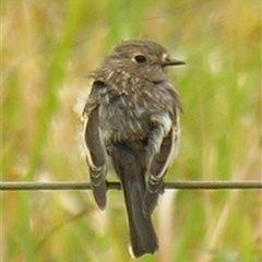Petroica boodang at Bolivia, NSW - suppressed