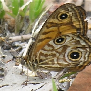 Geitoneura acantha at Bolivia, NSW - suppressed