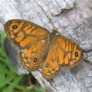 Geitoneura acantha at Bolivia, NSW - suppressed