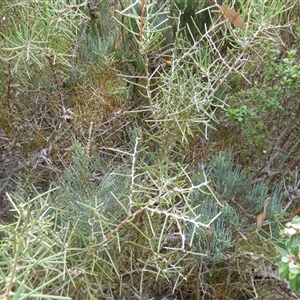 Hakea teretifolia at Fortescue, TAS - 23 Mar 2025 12:02 PM