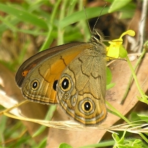 Hypocysta euphemia by PJH123