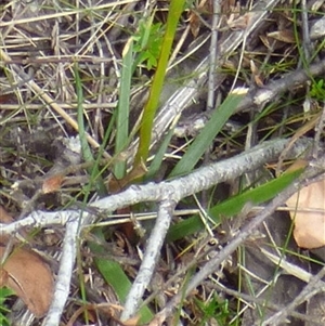 Diplarrena moraea at suppressed - suppressed