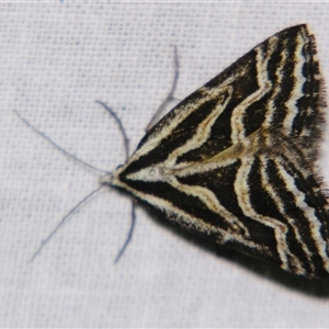 Dichromodes confluaria at Bolivia, NSW - suppressed