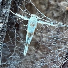 Stathmopoda (genus) at Uriarra Village, ACT - 10 Apr 2025 03:48 PM
