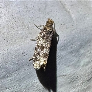 Isochorista pumicosa at Ainslie, ACT - 6 Nov 2024 by Pirom