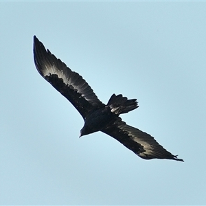 Aquila audax at Bargo, NSW - 11 Apr 2025 02:29 PM