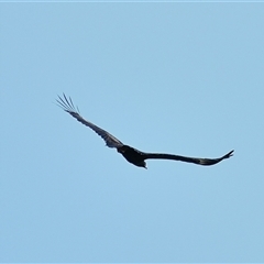 Aquila audax at Bargo, NSW - 11 Apr 2025 02:29 PM