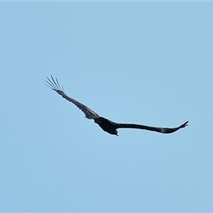 Aquila audax at Bargo, NSW - 11 Apr 2025 02:29 PM