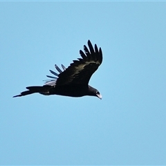 Aquila audax at Bargo, NSW - 11 Apr 2025 02:29 PM