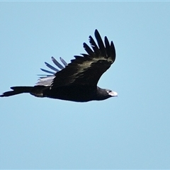 Aquila audax at Bargo, NSW - 11 Apr 2025 02:29 PM