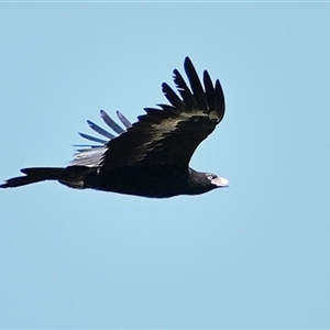 Aquila audax at Bargo, NSW - 11 Apr 2025 02:29 PM