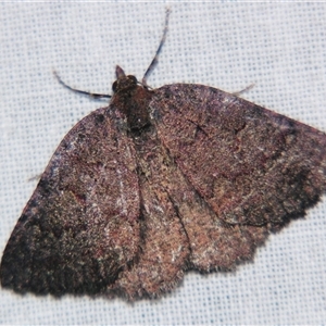 Amelora (genus) at Bolivia, NSW - suppressed