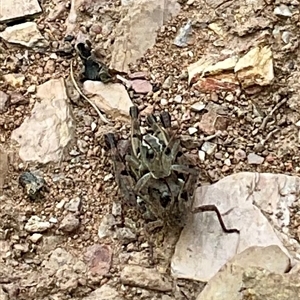 Unverified Grasshopper, Cricket or Katydid (Orthoptera) at Anglers Reach, NSW - Today by Jennybach