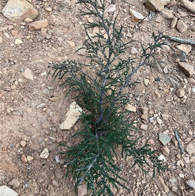 Bossiaea foliosa (Leafy Bossiaea) at Anglers Reach, NSW - 11 Apr 2025 by Jennybach