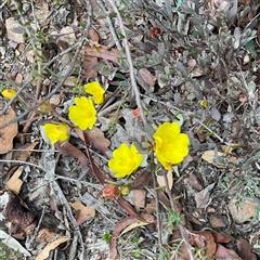 Hibbertia obtusifolia (Grey Guinea-flower) at Anglers Reach, NSW - 11 Apr 2025 by Jennybach