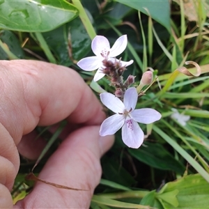 Pseuderanthemum variabile at Coffs Harbour, NSW - 11 Apr 2025 09:12 AM