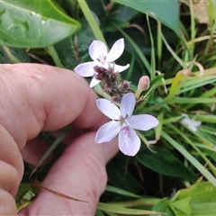 Pseuderanthemum variabile at Coffs Harbour, NSW - 11 Apr 2025 09:12 AM