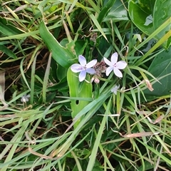 Pseuderanthemum variabile at Coffs Harbour, NSW - 11 Apr 2025 09:12 AM