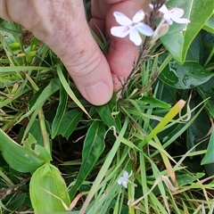 Pseuderanthemum variabile at Coffs Harbour, NSW - 11 Apr 2025 09:12 AM