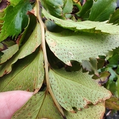 Cyrtomium falcatum at Coffs Harbour, NSW - 11 Apr 2025 09:49 AM