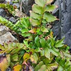 Cyrtomium falcatum at Coffs Harbour, NSW - 11 Apr 2025 09:49 AM