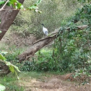 Threskiornis molucca at Coffs Harbour, NSW - 11 Apr 2025 10:33 AM