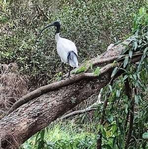 Threskiornis molucca at Coffs Harbour, NSW - 11 Apr 2025 10:33 AM