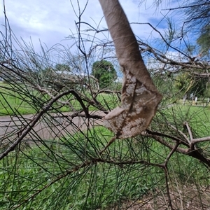 Phonognathidae (family) at Coffs Harbour, NSW - 11 Apr 2025 10:51 AM