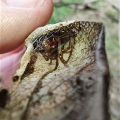 Phonognathidae (family) at Coffs Harbour, NSW - 11 Apr 2025 10:51 AM