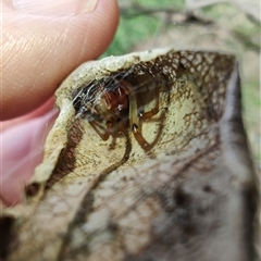 Phonognathidae (family) at Coffs Harbour, NSW - 11 Apr 2025 10:51 AM